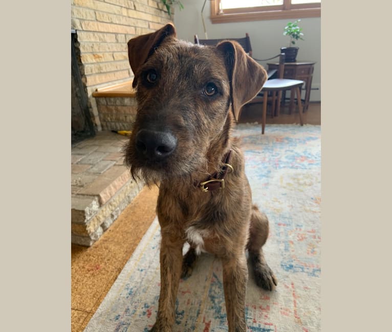 airedale terrier mix
