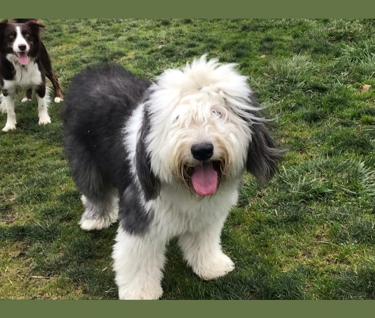 Winston, an Old English Sheepdog tested with EmbarkVet.com