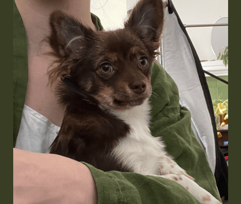 Beau, a Chihuahua and Shih Tzu mix tested with EmbarkVet.com