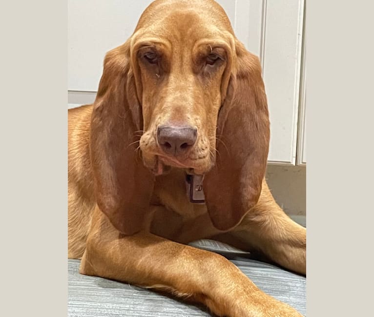 Photo of Truvy, a Bloodhound  in Merrimac, Massachusetts, USA