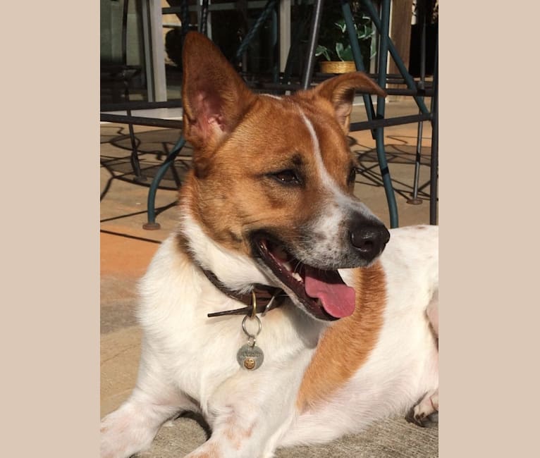 Ranger, a Rat Terrier and Chow Chow mix tested with EmbarkVet.com
