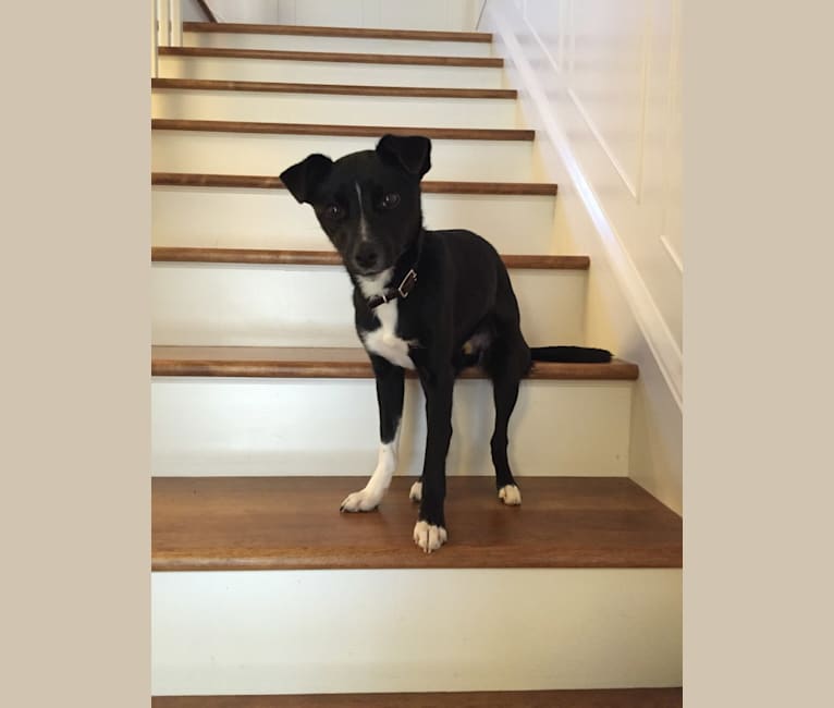 Havoc, a Border Collie and Russell-type Terrier mix tested with EmbarkVet.com