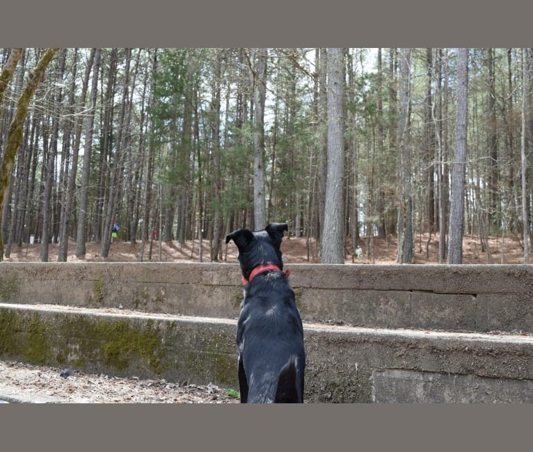 Kiera, a Rottweiler and Australian Shepherd mix tested with EmbarkVet.com