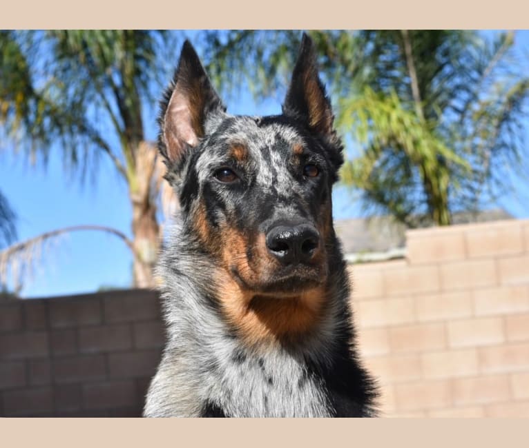 Oshi, a Beauceron tested with EmbarkVet.com