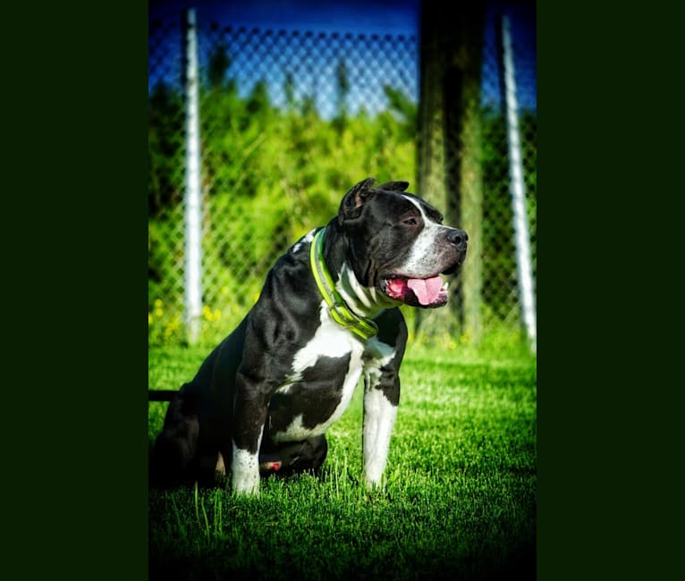Hex, an American Bully tested with EmbarkVet.com