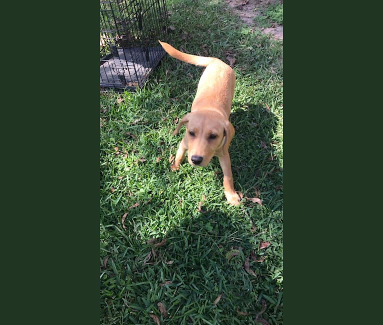 Allie, a Labrador Retriever and Beagle mix tested with EmbarkVet.com
