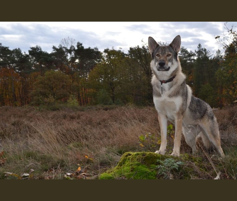 Primrose Tamaskan of the Wolfpack, a German Shepherd Dog and Czechoslovakian Vlcak mix tested with EmbarkVet.com