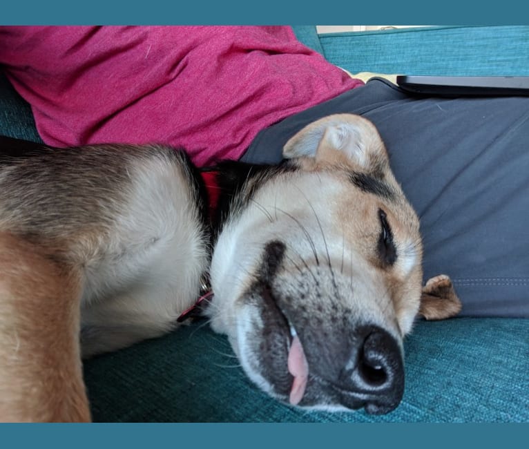 Cachito, an American Village Dog and Labrador Retriever mix tested with EmbarkVet.com