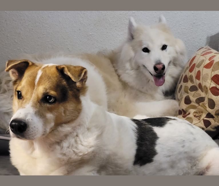 Kiba, a Jindo and German Shepherd Dog mix tested with EmbarkVet.com