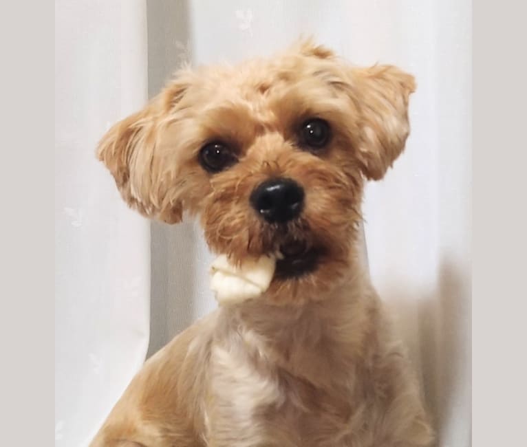 MAX, a Yorkshire Terrier and Shih Tzu mix tested with EmbarkVet.com