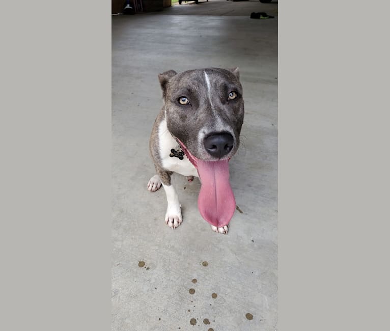 Photo of SAINT, an American Pit Bull Terrier and American Staffordshire Terrier mix in Dallas, Texas, USA
