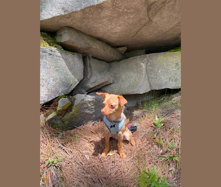 Photo of Lucy, a Chihuahua, Yorkshire Terrier, Poodle (Small), Shih Tzu, and Mixed mix in Stone Mountain, Georgia, USA