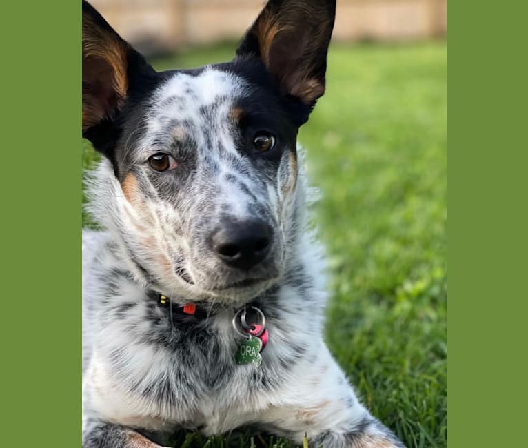 Ora, an Australian Cattle Dog and Rottweiler mix tested with EmbarkVet.com