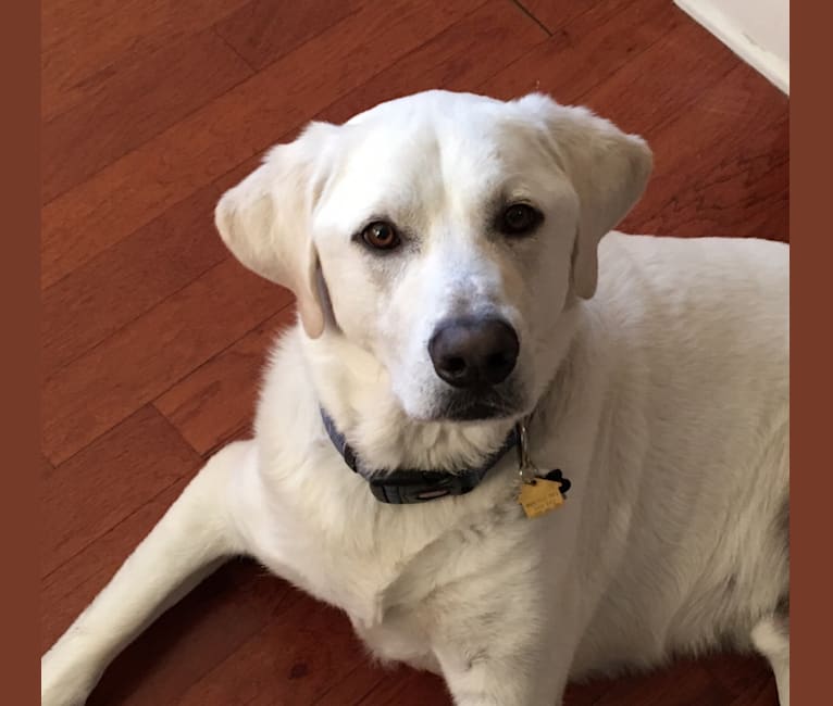 Sir Galahad, a Labrador Retriever and Great Pyrenees mix tested with EmbarkVet.com