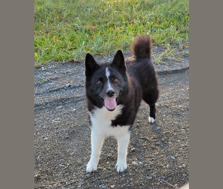 Samson, a Karelian Bear Dog tested with EmbarkVet.com