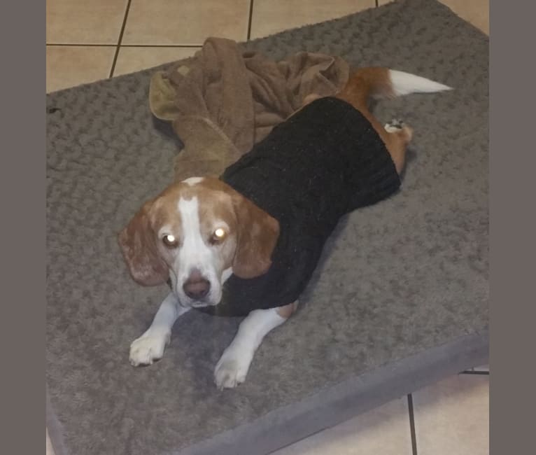 Photo of T T (Todd), a Beagle  in South Carolina, USA