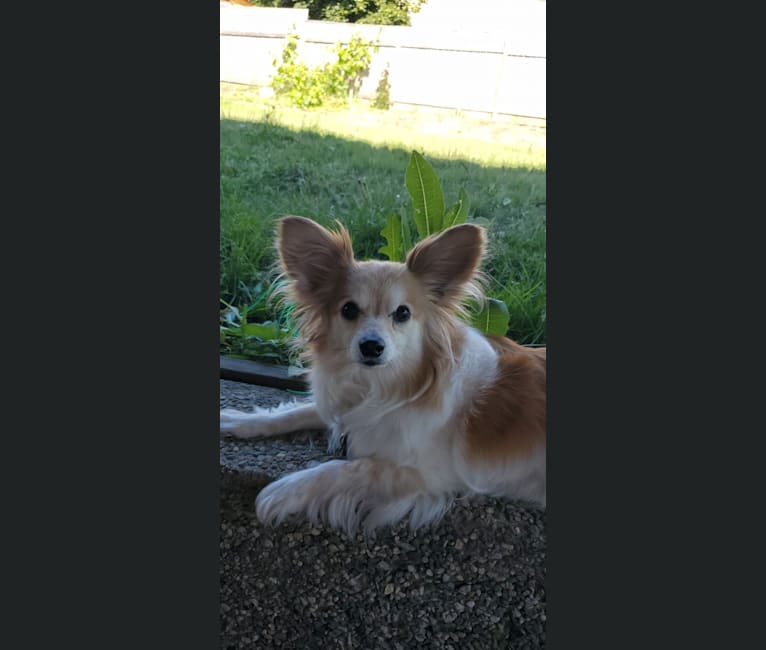 Rusko, a Papillon tested with EmbarkVet.com