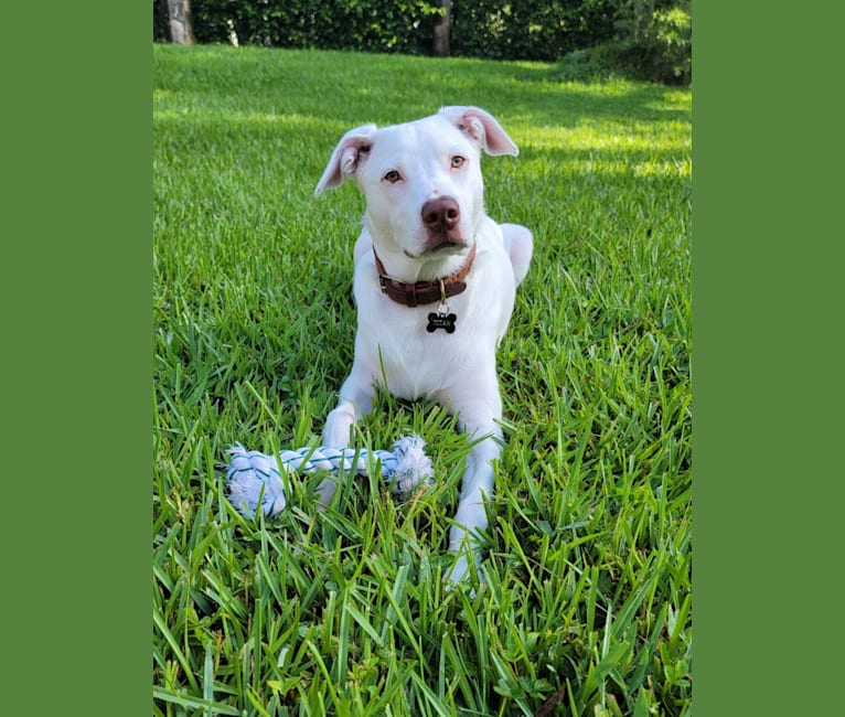 Titan, an American Pit Bull Terrier and Chihuahua mix tested with EmbarkVet.com