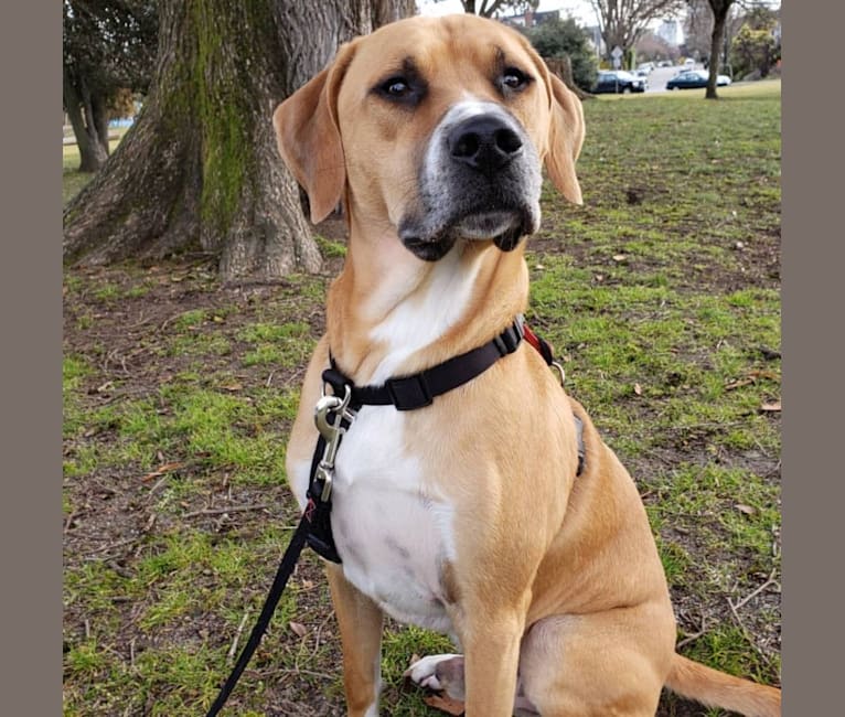 Sully, an American Pit Bull Terrier and Treeing Walker Coonhound mix tested with EmbarkVet.com
