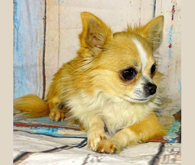 Nacho, a Chihuahua tested with EmbarkVet.com