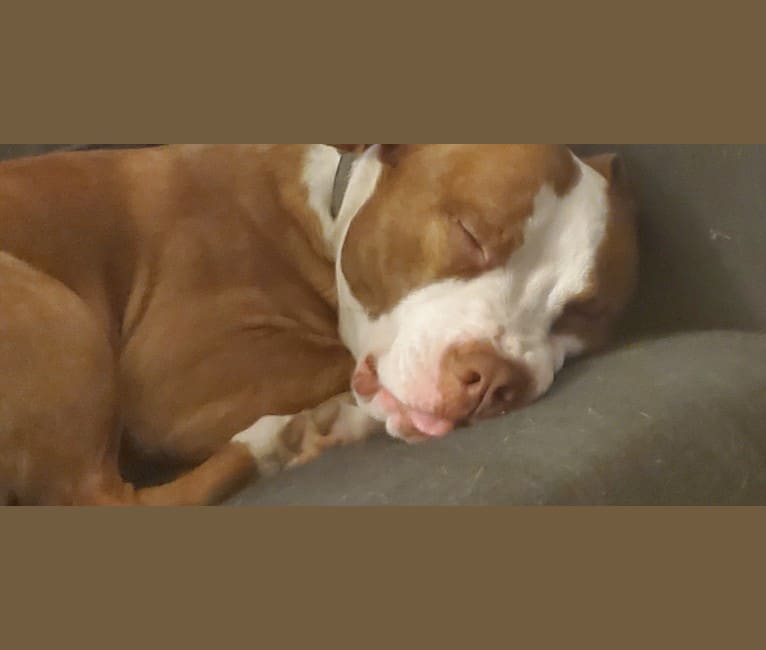 Moose, an American Pit Bull Terrier and American Bulldog mix tested with EmbarkVet.com