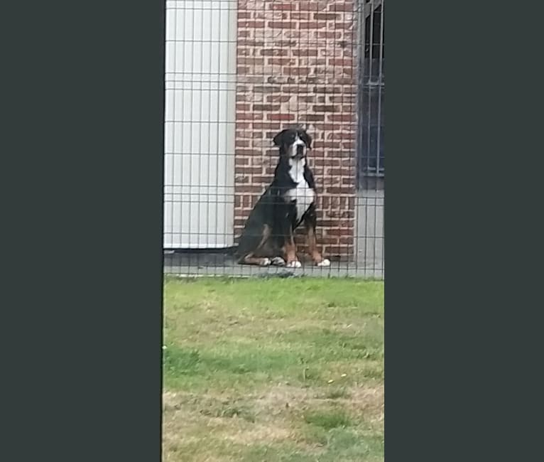 Ramses, a Greater Swiss Mountain Dog tested with EmbarkVet.com