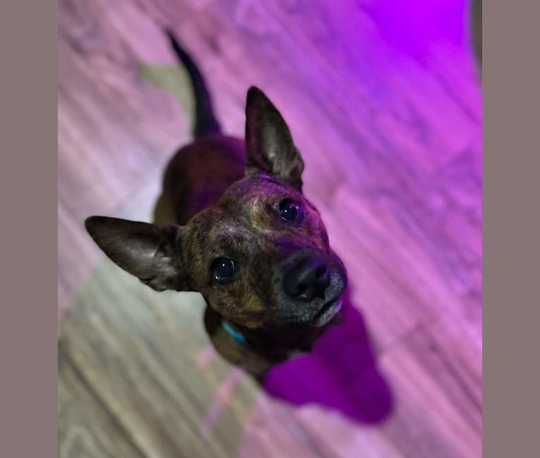 Scooby, an American Pit Bull Terrier and Australian Cattle Dog mix tested with EmbarkVet.com