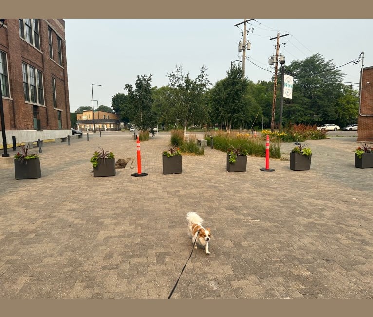 Rooster, a Chihuahua and Pekingese mix tested with EmbarkVet.com