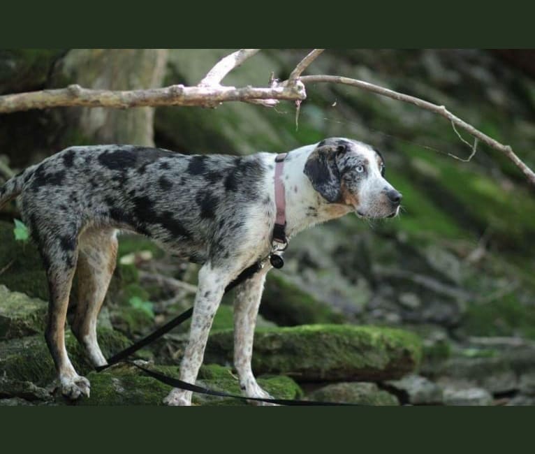 Pica Wren, a Treeing Walker Coonhound and Australian Shepherd mix tested with EmbarkVet.com