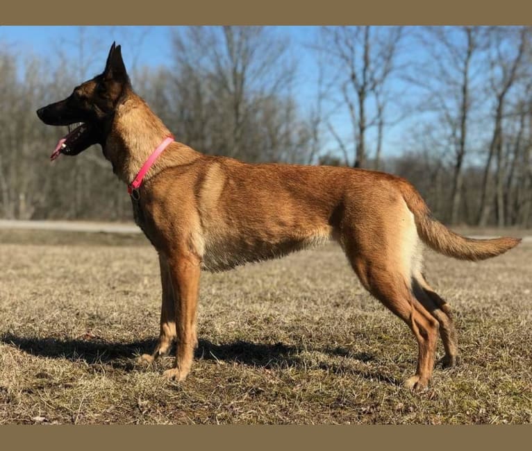 Shelby, a Belgian Malinois and Dutch Shepherd mix tested with EmbarkVet.com