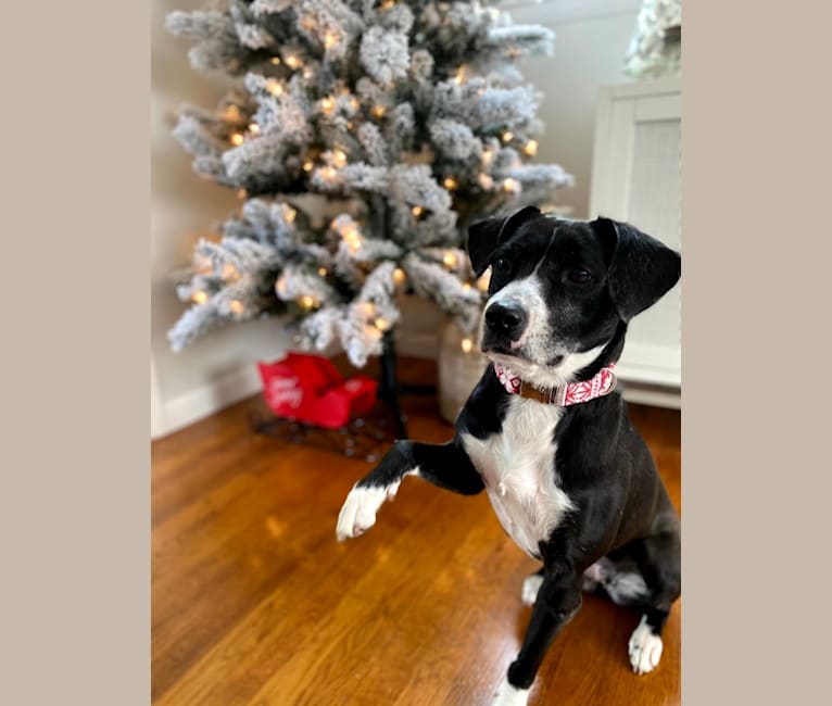 Molly, an American Pit Bull Terrier and Chihuahua mix tested with EmbarkVet.com