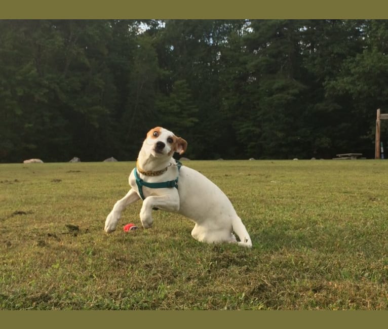 Photo of Dandy, a Labrador Retriever, American Pit Bull Terrier, American Foxhound, Chow Chow, Golden Retriever, and German Shepherd Dog mix in Mississippi, USA