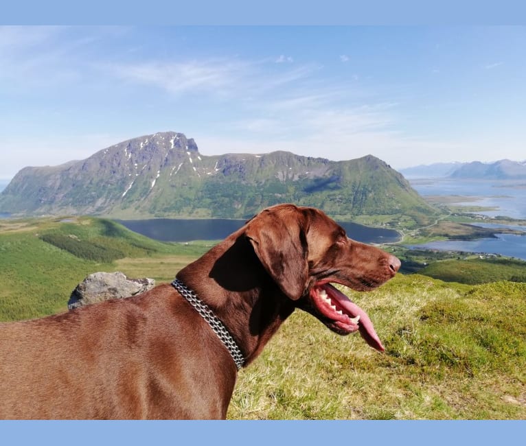 Ragù, a German Shorthaired Pointer and German Wirehaired Pointer mix tested with EmbarkVet.com