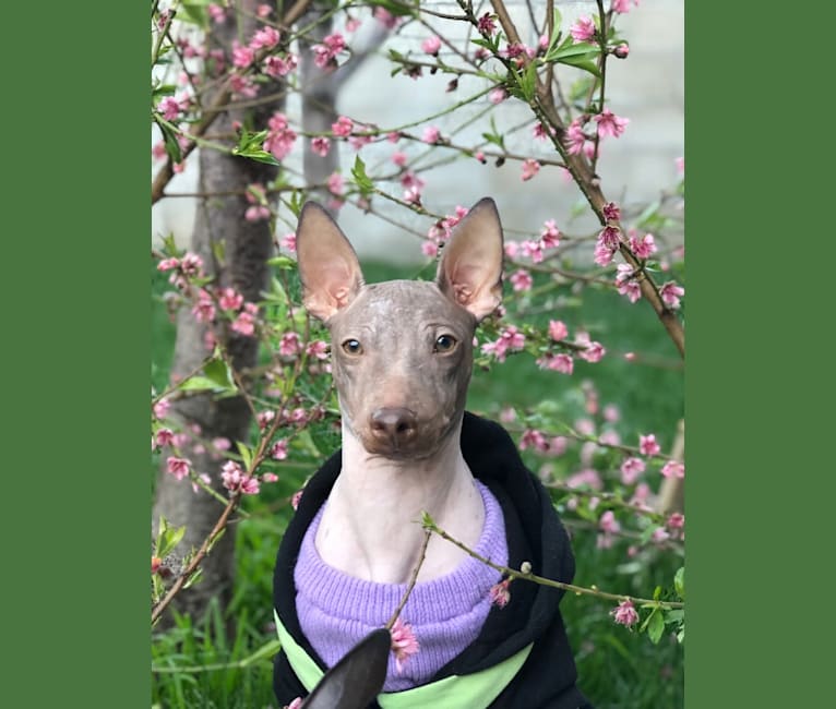 Photo of Auggie, an American Hairless Terrier  in Canton, Ohio, USA
