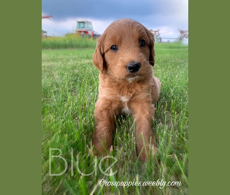 Photo of Blue Collar, a Goldendoodle  in Idaho Falls, ID, USA