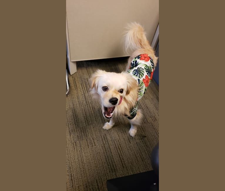 Arthur, a Poodle (Small) and Shih Tzu mix tested with EmbarkVet.com