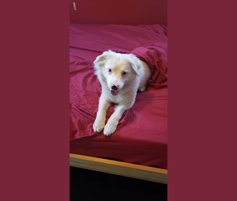 Kimba, an Australian Shepherd Group tested with EmbarkVet.com