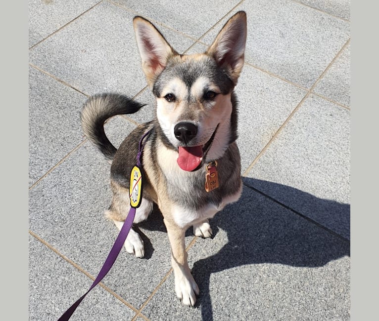 Doyoon, a Japanese or Korean Village Dog and Jindo mix tested with EmbarkVet.com
