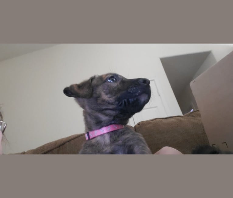 Molly, an American Pit Bull Terrier and German Shepherd Dog mix tested with EmbarkVet.com