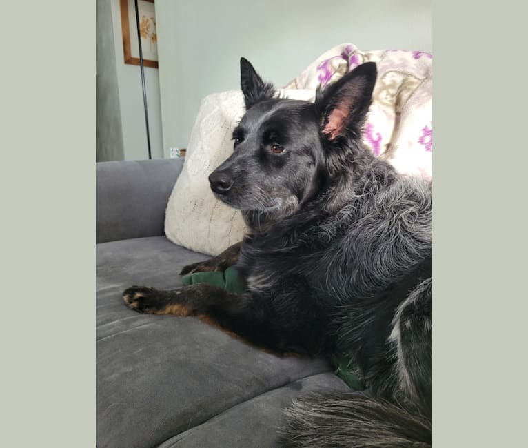 Odin 'stinky butt' Mussatti, an Australian Cattle Dog tested with EmbarkVet.com