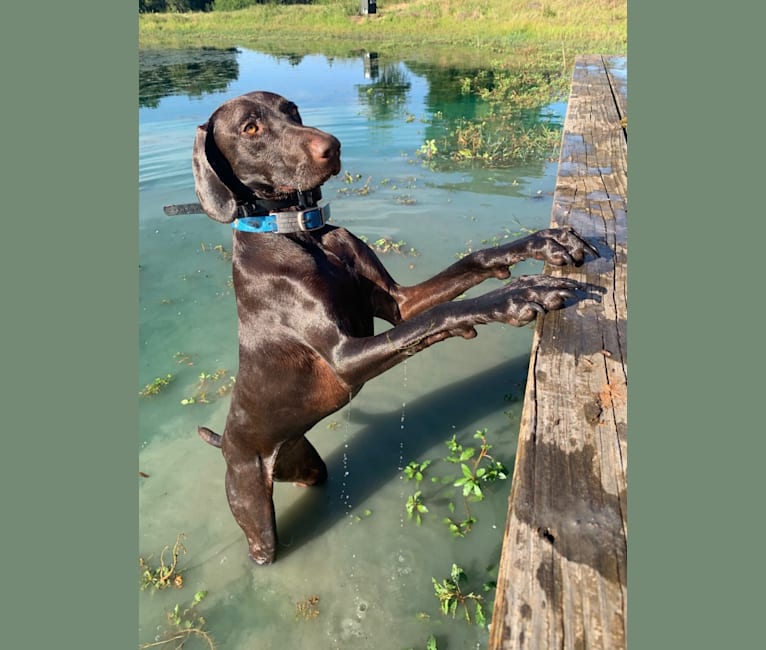 Ladybird, a German Shorthaired Pointer and Pointer mix tested with EmbarkVet.com