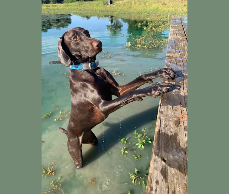 Weimaraner pointer cross discount