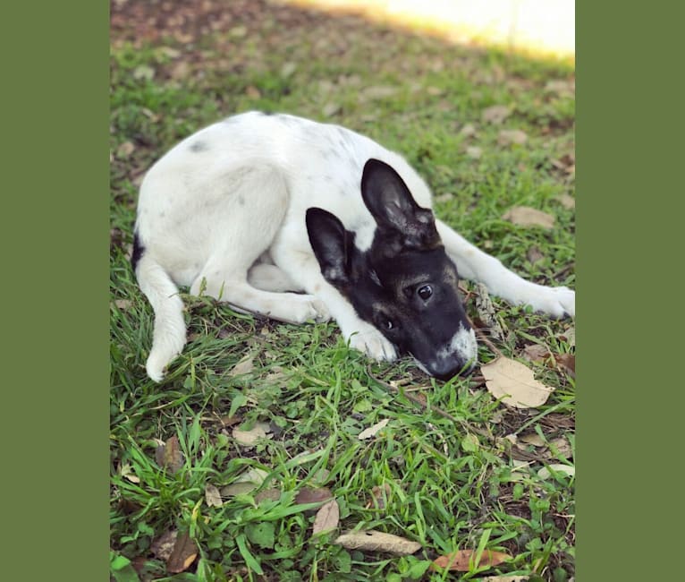 embark dog dna test breed