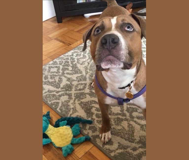 Morty, an American Pit Bull Terrier and American Staffordshire Terrier mix tested with EmbarkVet.com