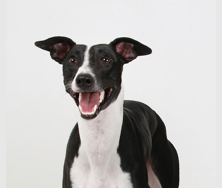 Dizzy, a Whippet tested with EmbarkVet.com
