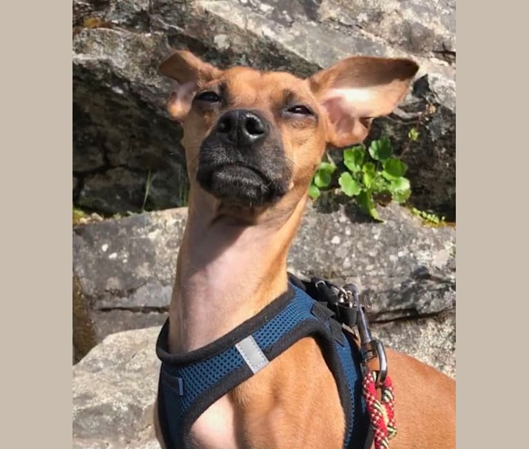 Remy, a Chihuahua and Miniature Pinscher mix tested with EmbarkVet.com