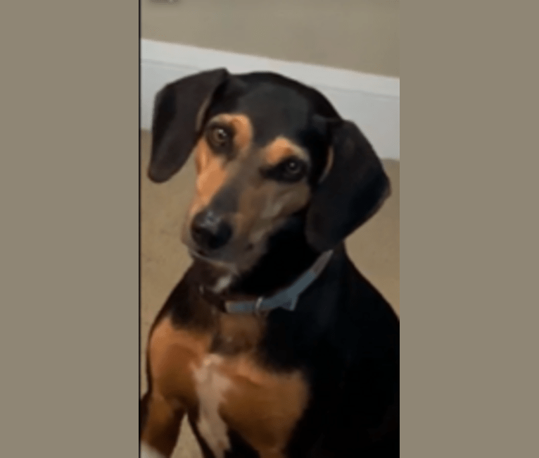 Millie, a Beagle and Mountain Cur mix tested with EmbarkVet.com