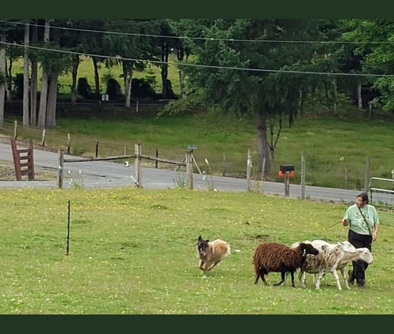 Mya, a Belgian Shepherd tested with EmbarkVet.com