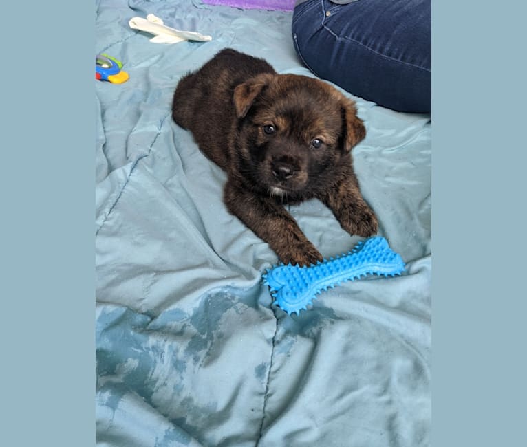 Denver, a Rottweiler and Alaskan Malamute mix tested with EmbarkVet.com