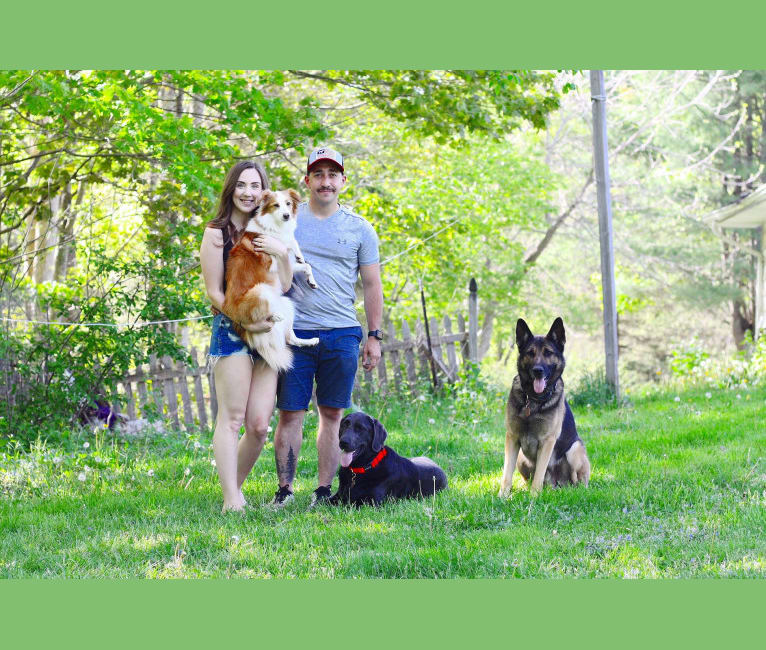 Bailey, a Collie and Shetland Sheepdog mix tested with EmbarkVet.com